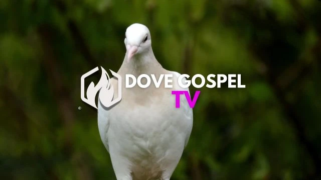 DG: TV