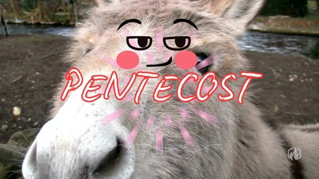 Donkey!